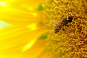 bee in a big yellow flower