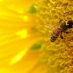 bee in a big yellow flower